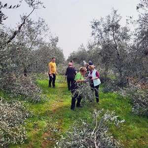 Zaposlenici i volonteri Caritasa Zagrebačke nadbiskupije osigurali maslinove grančice za Cvjetnicu