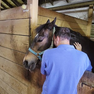 Hipoterapija - terapijsko jahanje za osobe s inavliditetom 